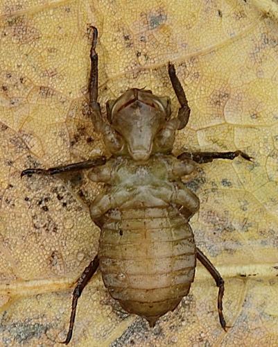 Réf. 352 843 : Libellula depressa
